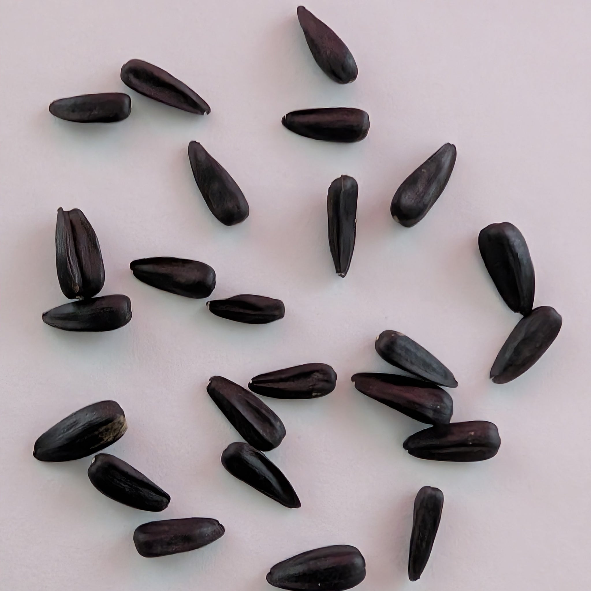 buy sunflower seeds for garden Papaw's Garden Supply Pro Cut Plum Sunflower Seed 20 CT/PACK – Papaws Garden Supply LLC