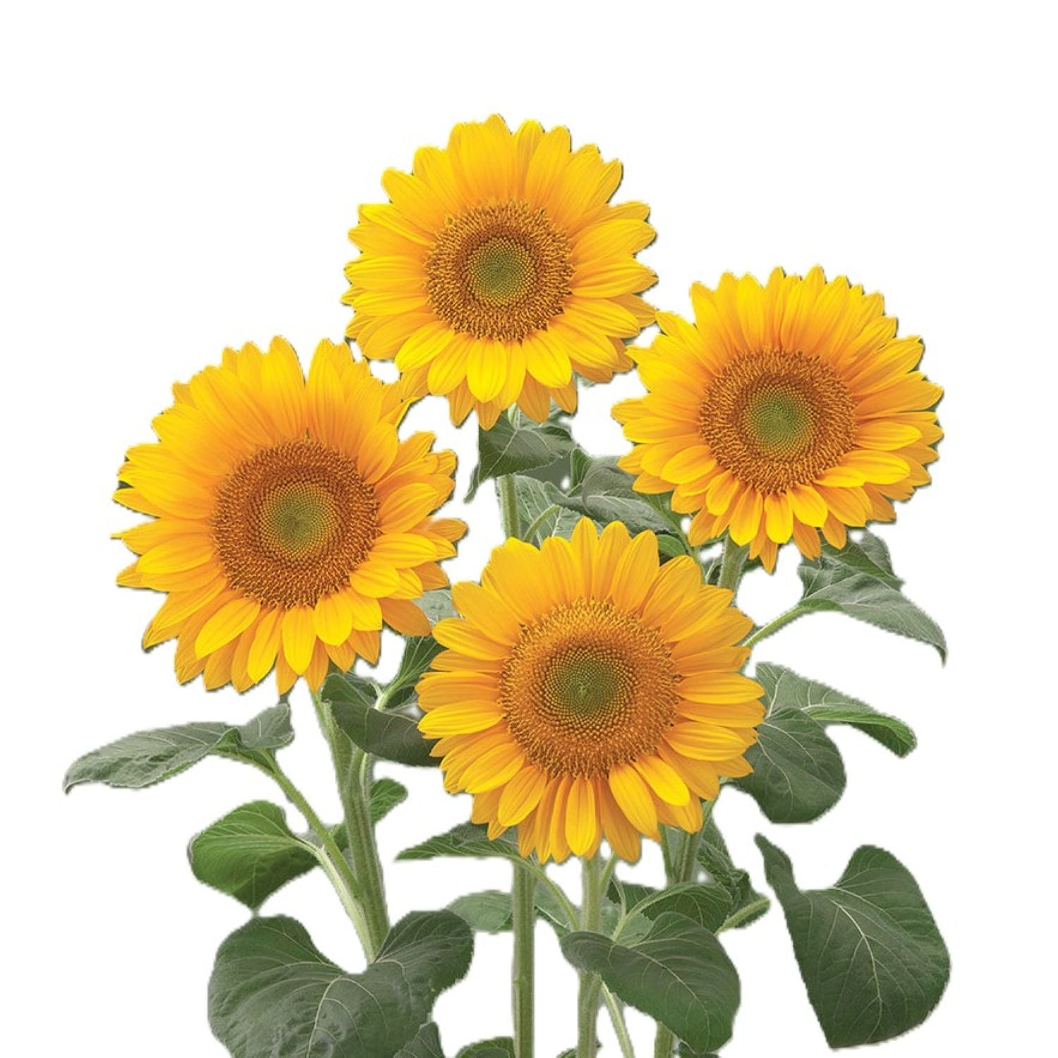 Papaw's Garden Supply Sunrich Hybrid Golden Yellow Sunflower Seed