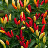 Tabasco VERY HOT Pepper Seeds