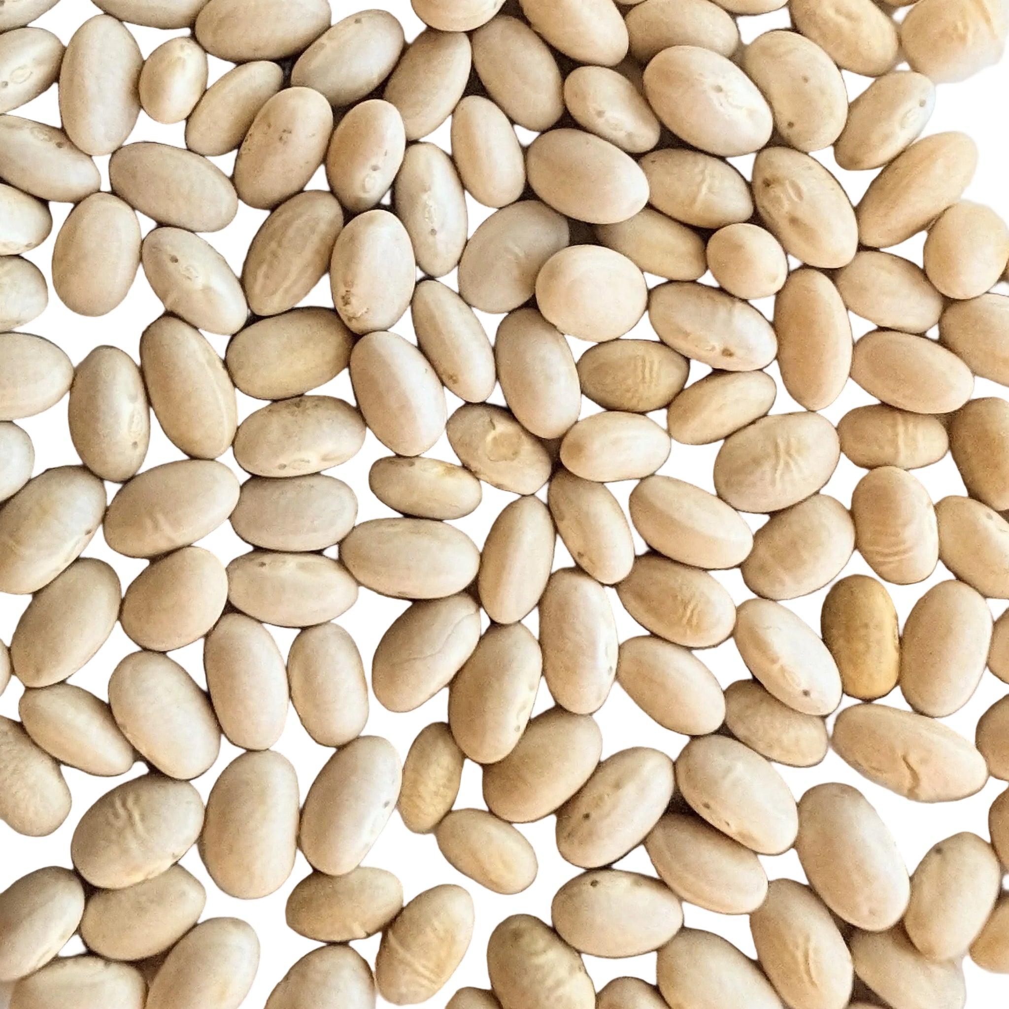 Tennessee Half Runner Green Bean Seeds