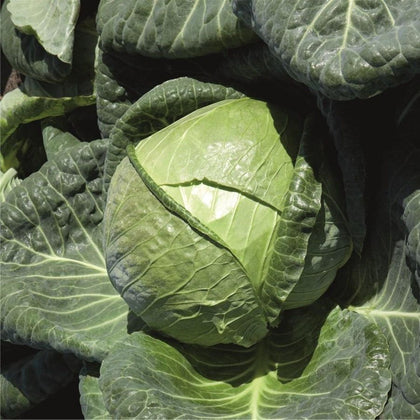 Padoc F1 Cabbage Seeds