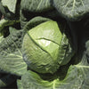 Padoc F1 Cabbage Seeds