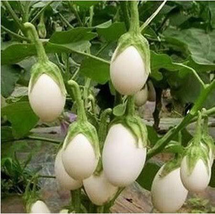 Italian Heirloom White Hen's Egg Eggplant Seeds