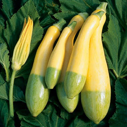 Zephyr Hybrid Zucchini Summer Squash Seeds