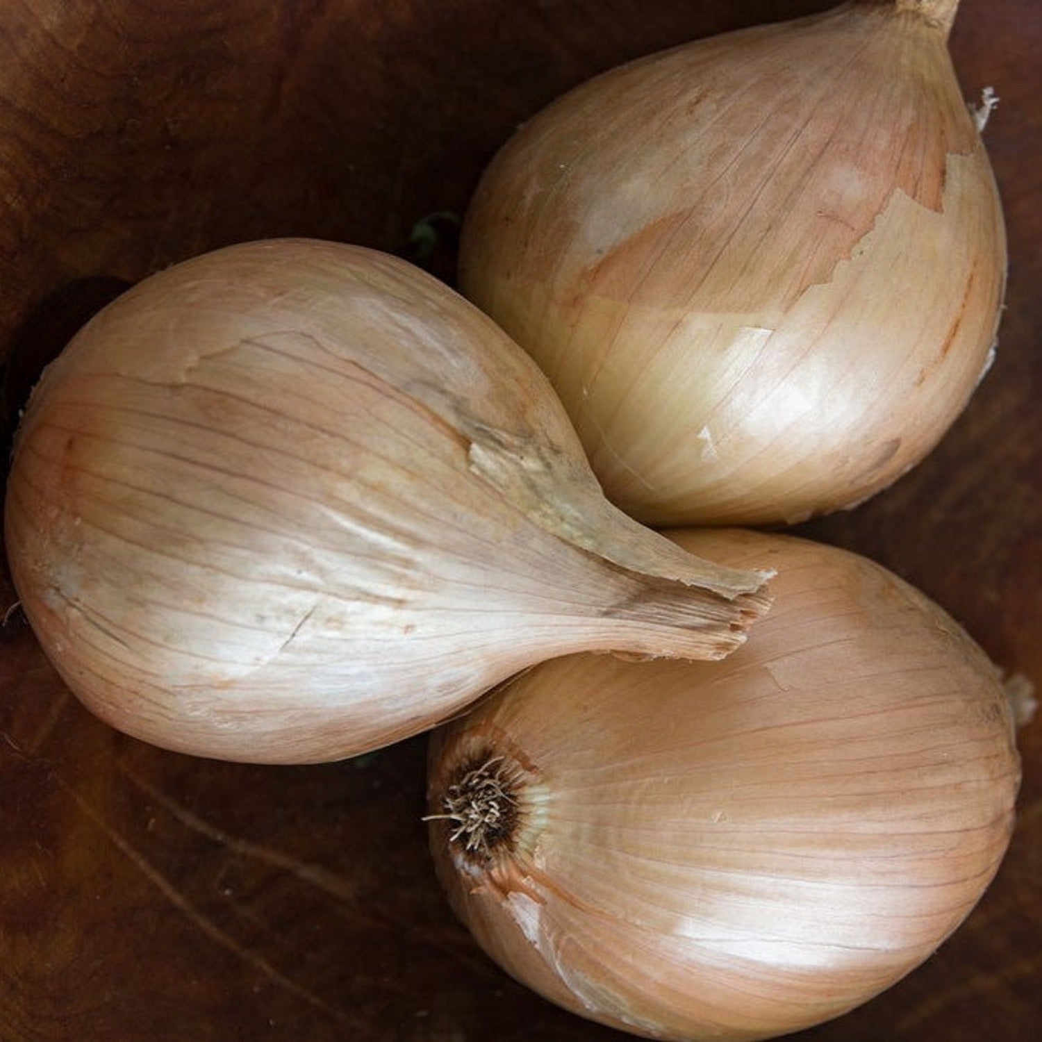 Alisa Craig Exhibition Onion Seeds
