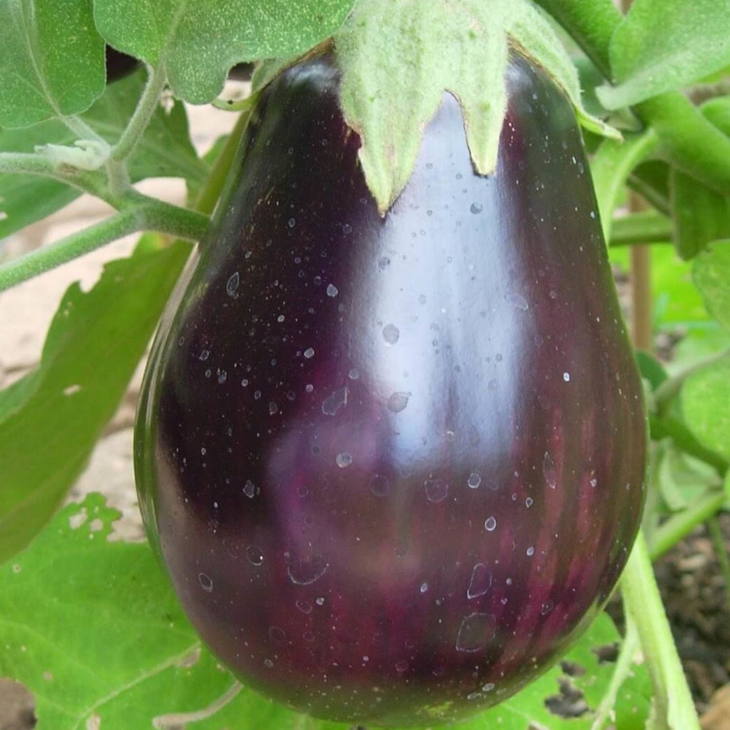 Black Beauty Heirloom Egg Plant Seeds