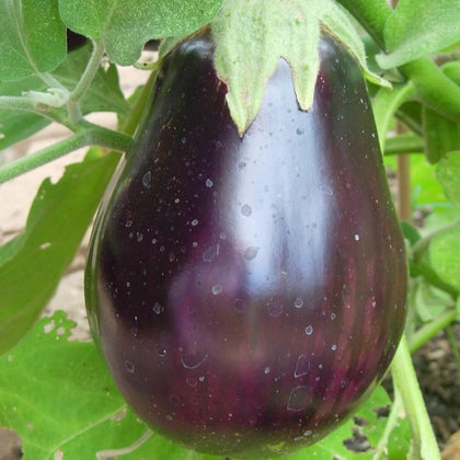 Black Beauty Heirloom Egg Plant Seeds