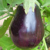 Black Beauty Heirloom Egg Plant Seeds