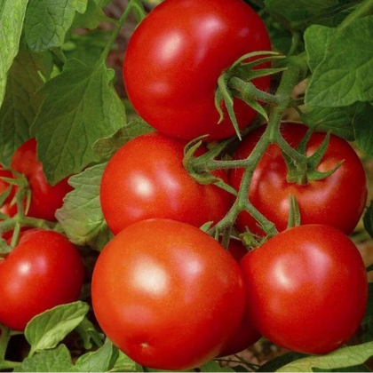 Bonnie Best Heirloom Tomato Seeds