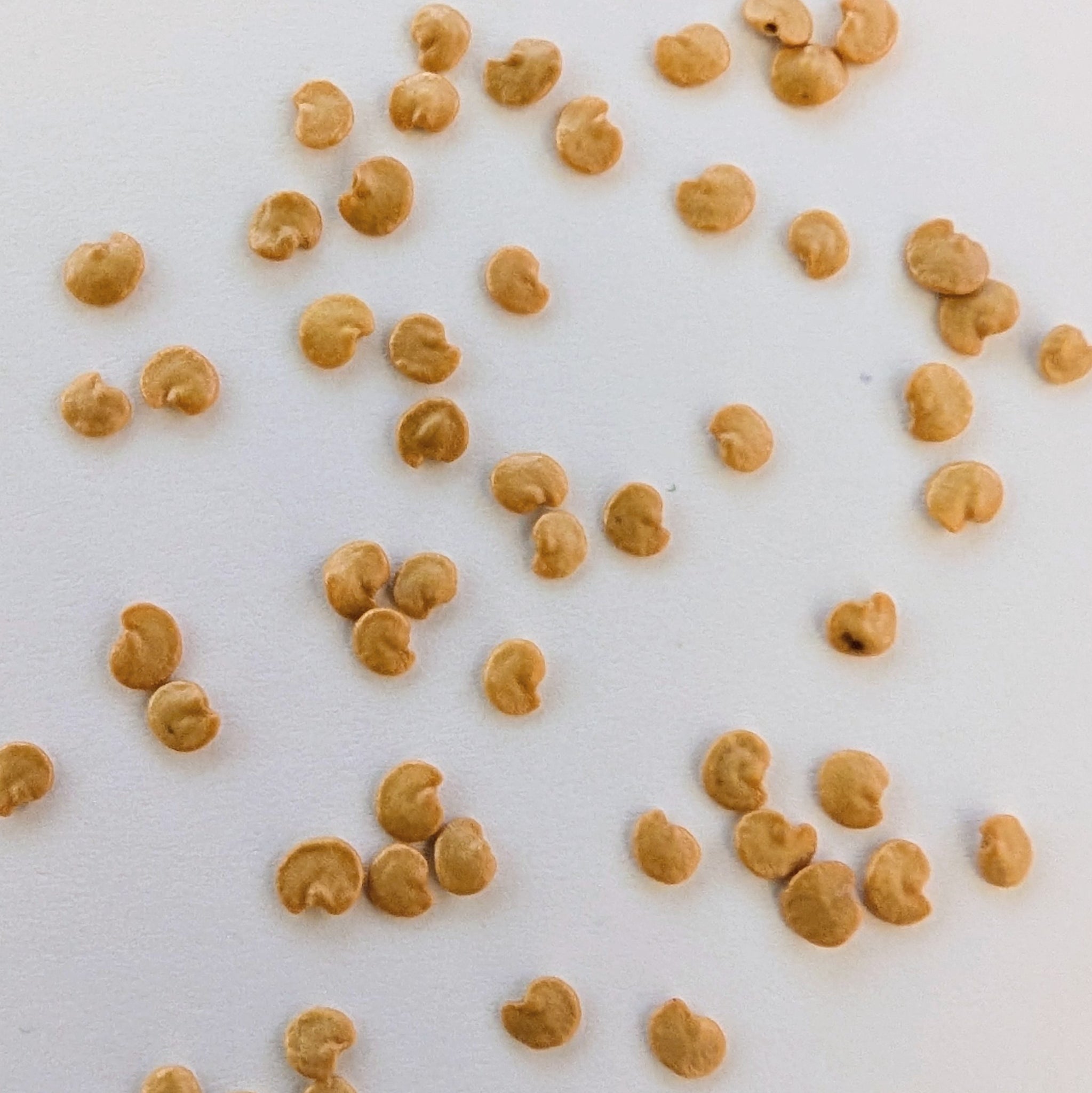 Florida Market Egg Plant Seed