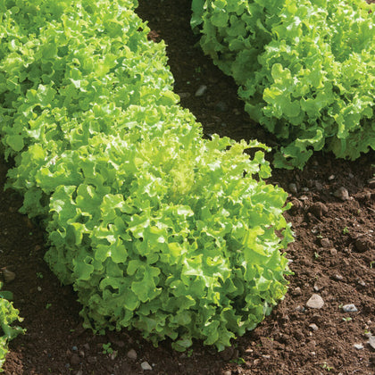 Salad Bowl Green Leaf Lettuce Seeds