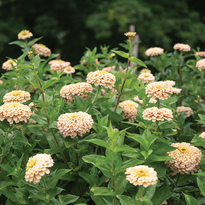 Linen Zinnia Seeds
