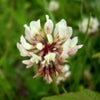 White Dutch Heirloom Clover Cover Crop Seed