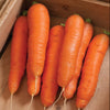 BOLERO Hybrid Carrot Seeds