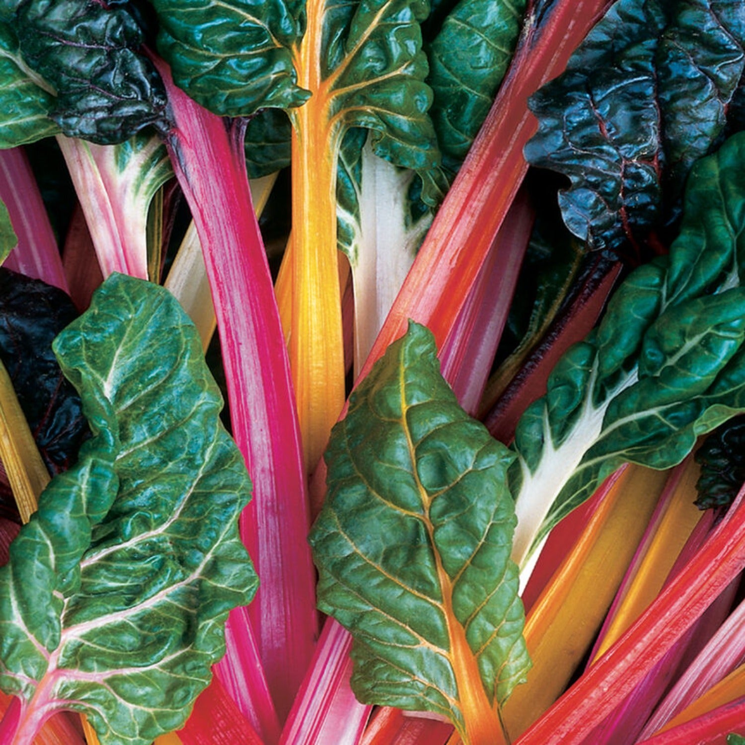 Color Chard Swiss Chard, Bright Lights, Multicolor stems are hardy easy to grow ...