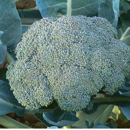 Gypsy Hybrid Broccoli Seeds