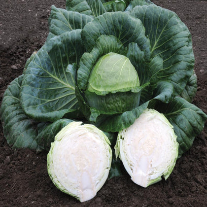 Kaitlin Hybrid Cabbage Seeds