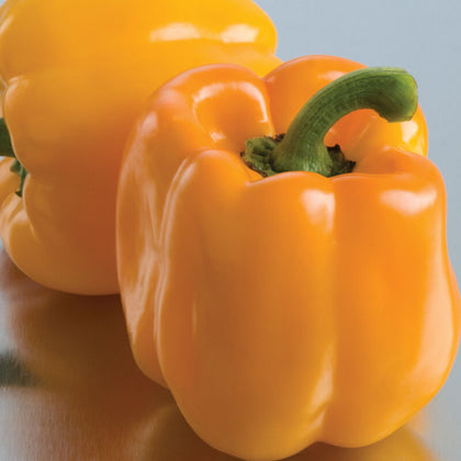 Sweet Sunrise Hybrid Yellow-Orange Bell Pepper Seeds