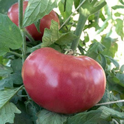 Mortgage Lifter Heirloom Tomato Seeds