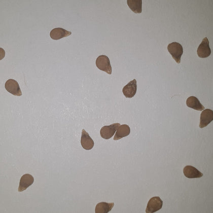 Sweet Hearts Hybrid Grape Tomato Seeds