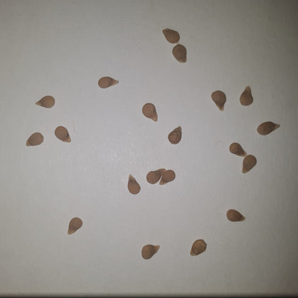 Italian Scatolone Heirloom Tomato Seeds