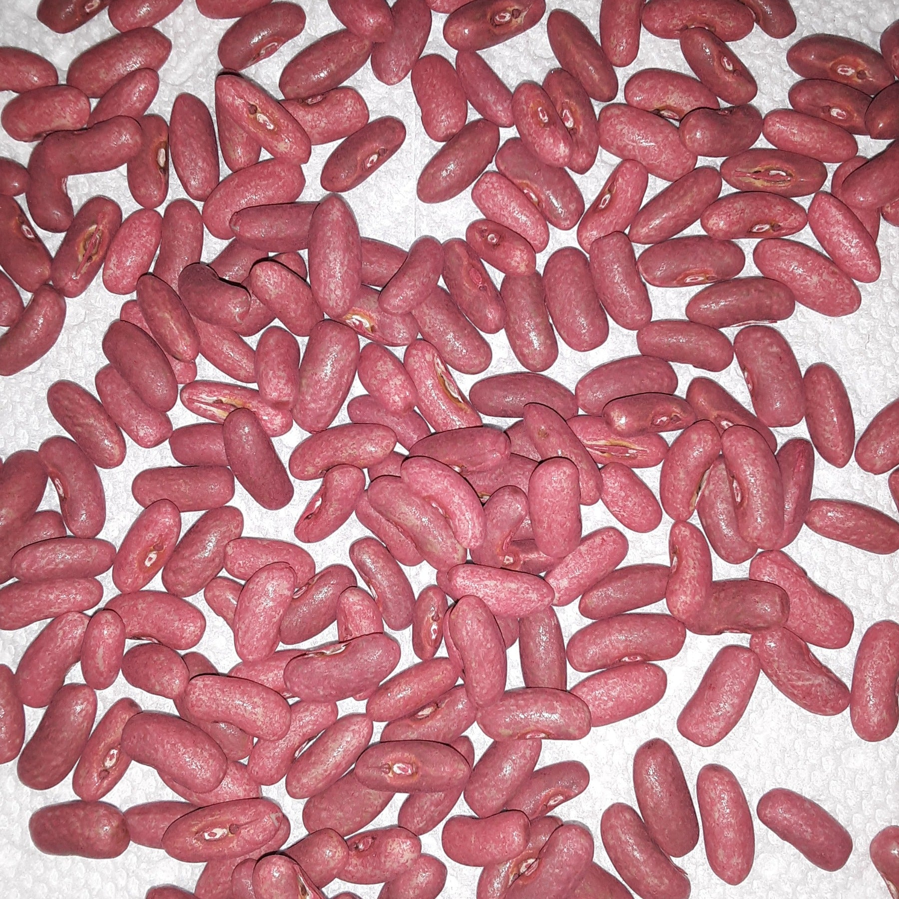 Purple Queen Heirloom Bush Green Bean Treated Seeds