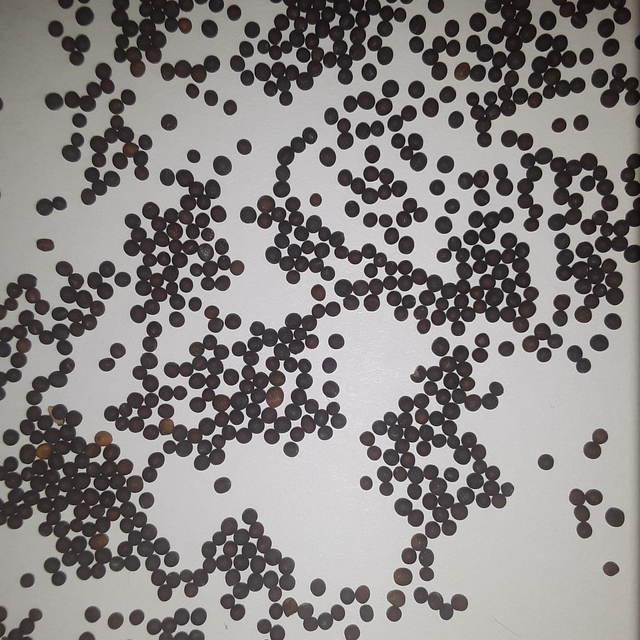 Southern Giant Curled Mustard Seeds