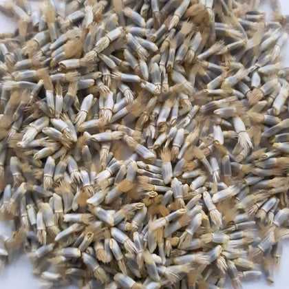 Bachelor Button Polka Dot Mix Flower Seeds