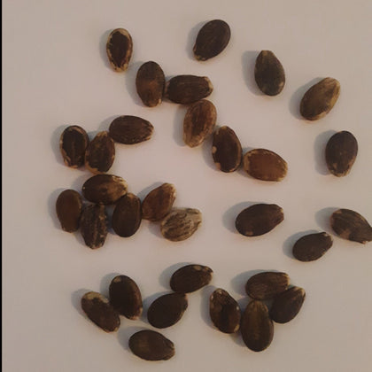 Crimson Sweet Watermelon Seeds