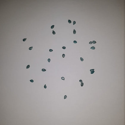 Big Beef Hybrid Treated Tomato Seeds