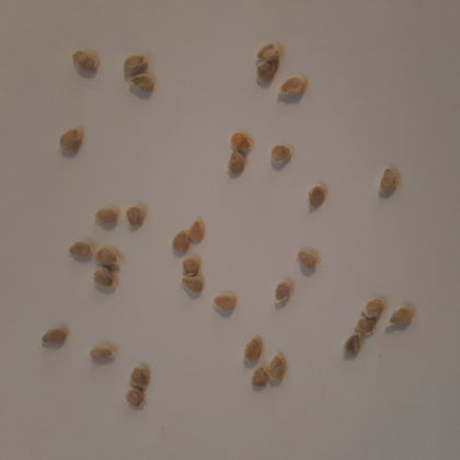 Early Girl Treated Hybrid Tomato Seeds