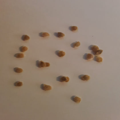 Kevin's Large Black Cherry Tomato Seeds