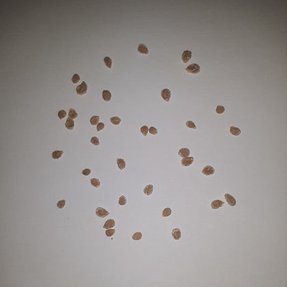 Rutgers Heirloom Tomato Seeds