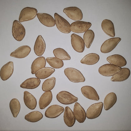 Table King Bush Winter Squash Seeds