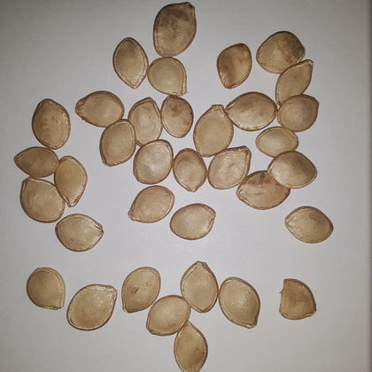 Delicata Winter Squash Seeds