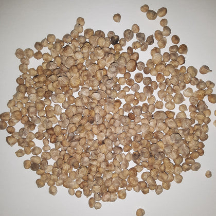 Bloomsdale Long Standing Heirloom Spinach Seeds