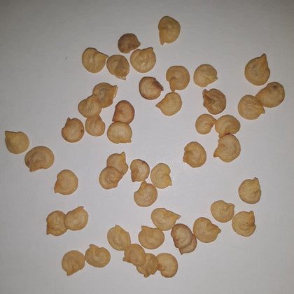 Jupiter Sweet Bell Pepper Seeds