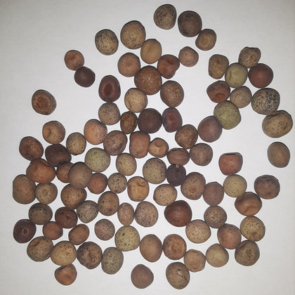 Dwarf Grey Sugar Snow Pea Seeds