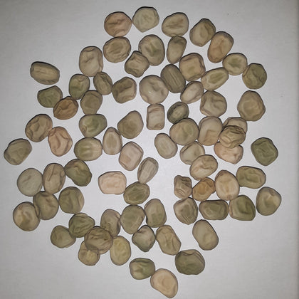 Little Marvel Bush Pea Seeds