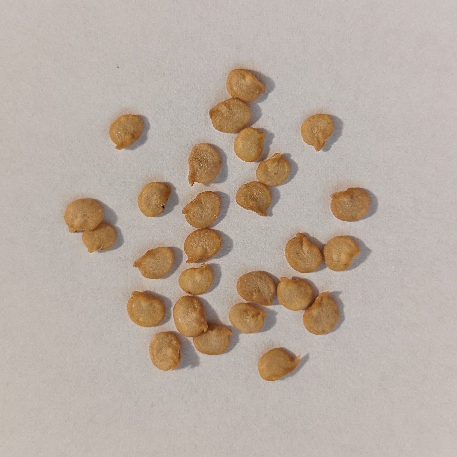 pepper plant seeds Papaw's Garden Supply Llc. Helping THE Next Generation Grow! Hatch Valley Grown MiraSol Pueblo Hot Pepper 20 Seeds