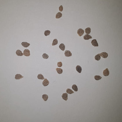 Celebrity Hybrid Tomato Seeds