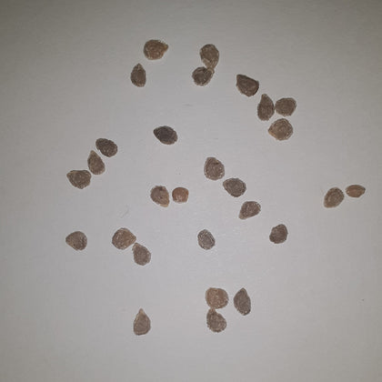 Abe Lincoln Heirloom Tomato Seeds