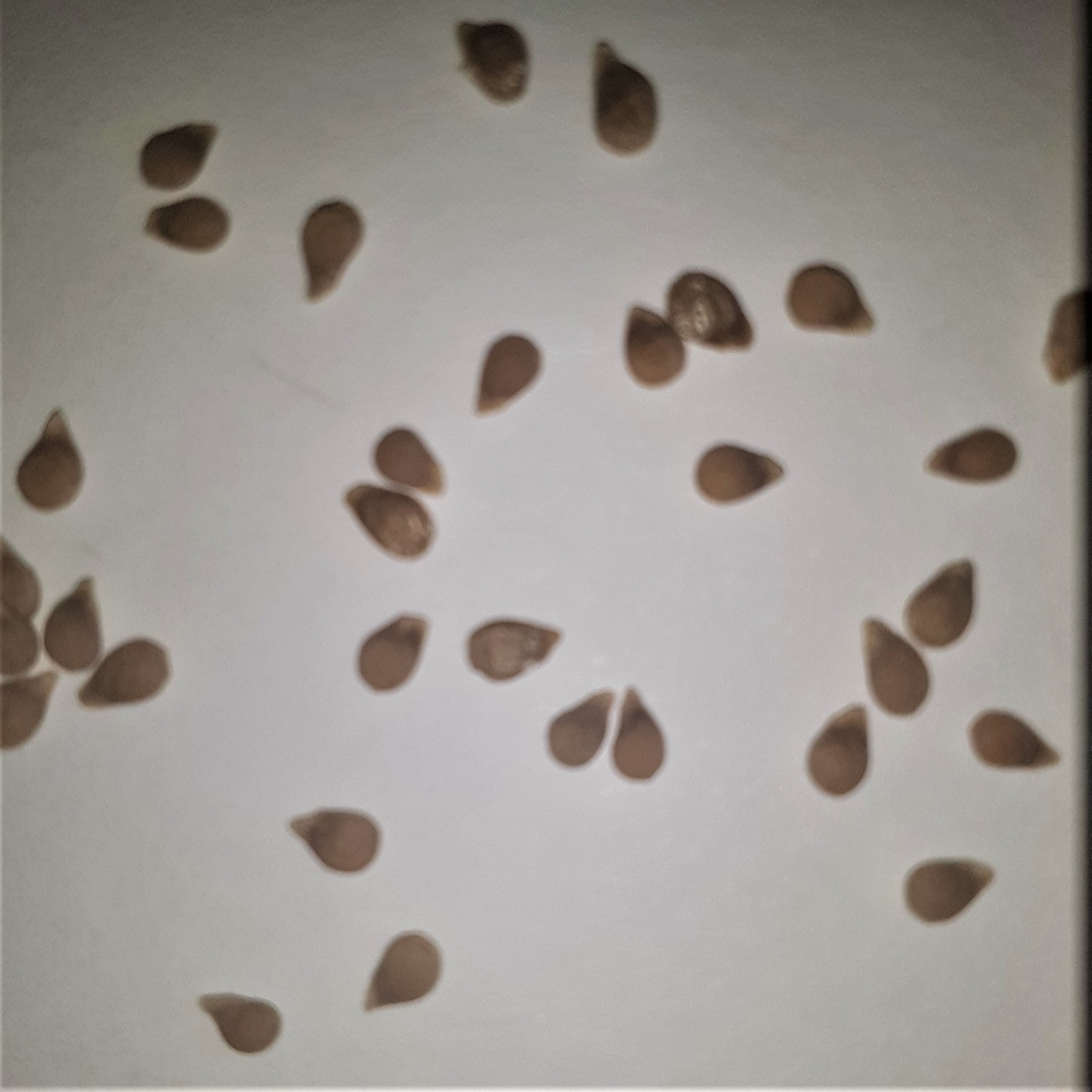 strawberry tomato seeds German Red Strawberry Heirloom Tomato Seeds