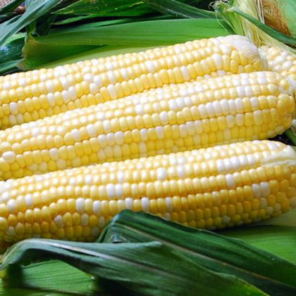 Ambrosia Sweet Corn Treated Seeds