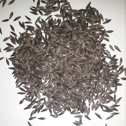 Green Ice Loose Leaf Lettuce Seeds