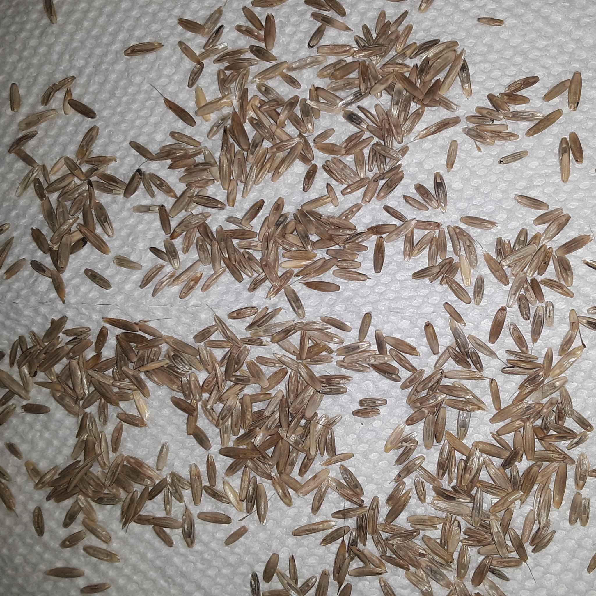 Annual Rye Grass Cover Crop Seeds