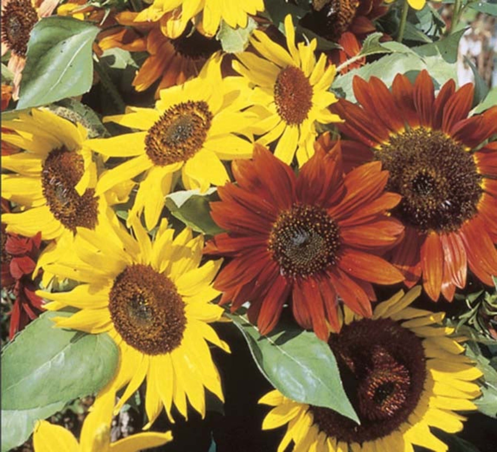 planting autumn beauty sunflower seeds Autumn Beauty Sunflower Seeds