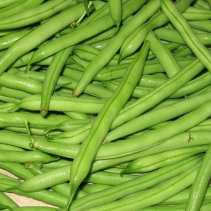 Blue Lake Bush Heirloom Green Bean Seeds