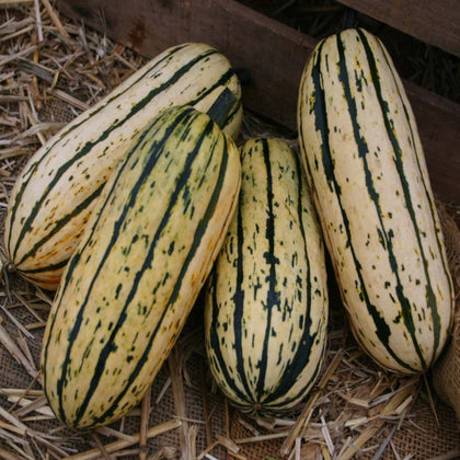 Delicata Bush Winter Squash Seeds