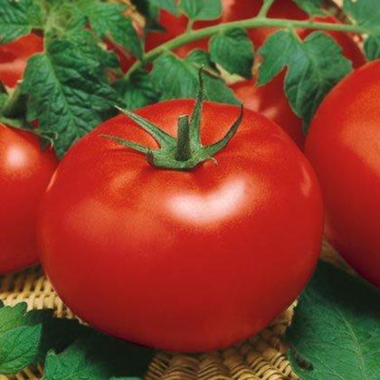 Big Beef Hybrid Treated Tomato Seeds
